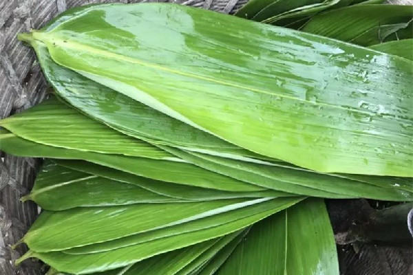 粽葉有點發霉還能用嗎 粽葉有霉味怎么處理