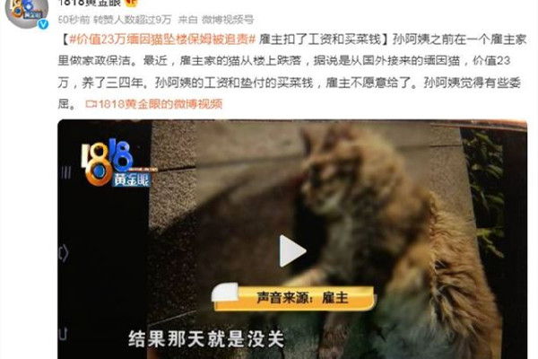緬因貓墜樓追責保姆？雇主回應 緬因貓多少錢一只