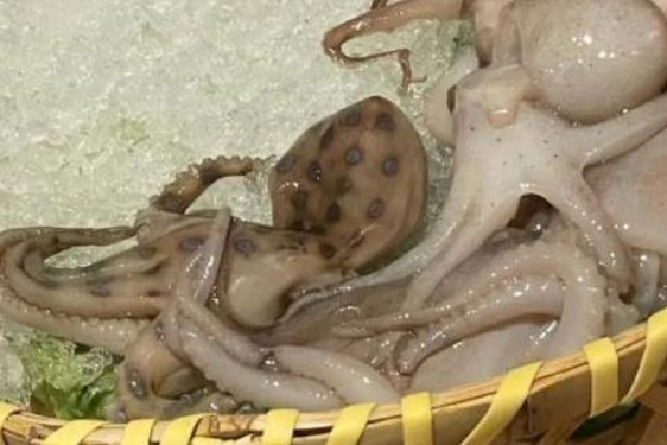 網友稱吃火鍋遇劇毒藍環章魚 藍環章魚煮熟了還有毒嗎