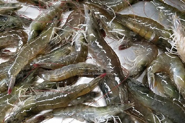 明蝦和基圍蝦區別 明蝦是海鮮嗎