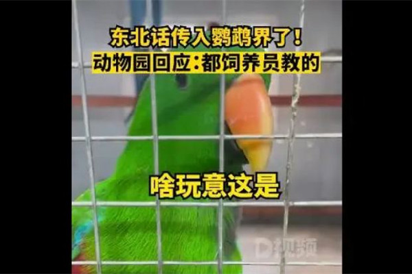 遼寧一動(dòng)物園鸚鵡滿嘴東北味 鸚鵡為什么會(huì)說人話